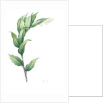 Smilacina racemosa, Smilacine en grappe; False Solomon's Seal, False spikenard; Solomon's zigzag; Treacle berry by Pierre Joseph Redouté