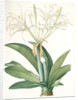 Pancratium speciosum, Hymenocallis speciosia; Pancrace à belles fleurs, Spider lily by Pierre Joseph Redouté