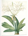 Pancratium speciosum, Hymenocallis speciosia; Pancrace à belles fleurs, Spider lily by Pierre Joseph Redouté