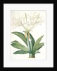 Pancratium speciosum, Hymenocallis speciosia; Pancrace à belles fleurs, Spider lily by Pierre Joseph Redouté
