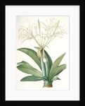 Pancratium speciosum, Hymenocallis speciosia; Pancrace à belles fleurs, Spider lily by Pierre Joseph Redouté