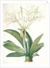 Pancratium speciosum, Hymenocallis speciosia; Pancrace à belles fleurs, Spider lily by Pierre Joseph Redouté