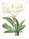 Pancratium speciosum, Hymenocallis speciosia; Pancrace à belles fleurs, Spider lily by Pierre Joseph Redouté
