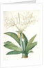 Pancratium speciosum, Hymenocallis speciosia; Pancrace à belles fleurs, Spider lily by Pierre Joseph Redouté
