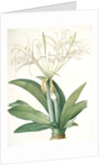 Pancratium speciosum, Hymenocallis speciosia; Pancrace à belles fleurs, Spider lily by Pierre Joseph Redouté
