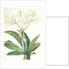 Pancratium speciosum, Hymenocallis speciosia; Pancrace à belles fleurs, Spider lily by Pierre Joseph Redouté
