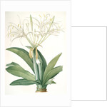 Pancratium speciosum, Hymenocallis speciosia; Pancrace à belles fleurs, Spider lily by Pierre Joseph Redouté