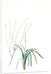 Phalangium elatum, Chlorophytum elatum; Phalangère élancée, Spider plant by Pierre Joseph Redouté