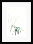 Phalangium elatum, Chlorophytum elatum; Phalangère élancée, Spider plant by Pierre Joseph Redouté