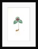 Trillium sessile, Trillium sessile, Wood-lily; Birthroot, Wake Robin, Stinking Benjamin by Pierre Joseph Redouté