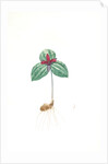 Trillium sessile, Trillium sessile, Wood-lily; Birthroot, Wake Robin, Stinking Benjamin by Pierre Joseph Redouté