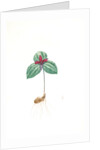 Trillium sessile, Trillium sessile, Wood-lily; Birthroot, Wake Robin, Stinking Benjamin by Pierre Joseph Redouté