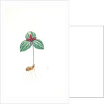 Trillium sessile, Trillium sessile, Wood-lily; Birthroot, Wake Robin, Stinking Benjamin by Pierre Joseph Redouté