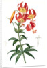 Lilium superbum; Lis superb by Pierre Joseph Redouté