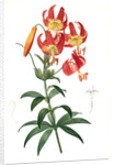 Lilium superbum; Lis superb by Pierre Joseph Redouté