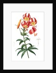 Lilium superbum; Lis superb by Pierre Joseph Redouté