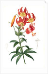 Lilium superbum; Lis superb by Pierre Joseph Redouté