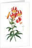 Lilium superbum; Lis superb by Pierre Joseph Redouté