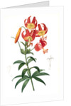 Lilium superbum; Lis superb by Pierre Joseph Redouté