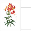 Lilium superbum; Lis superb by Pierre Joseph Redouté