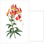 Lilium superbum; Lis superb by Pierre Joseph Redouté
