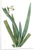 Moraea vaginata, Neomarica Northiana; Morée à longue gaine, Walking Iris; North's false flag; Apostle plant by Pierre Joseph Redouté