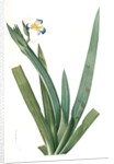 Moraea vaginata, Neomarica Northiana; Morée à longue gaine, Walking Iris; North's false flag; Apostle plant by Pierre Joseph Redouté