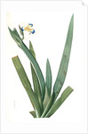 Moraea vaginata, Neomarica Northiana; Morée à longue gaine, Walking Iris; North's false flag; Apostle plant by Pierre Joseph Redouté