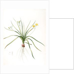 Hypoxia erecta, Hypoxis hirsuta; Hypoxis droite, Common Gold star by Pierre Joseph Redouté