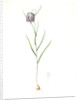 Fritillaria meleagris, Fritillaire pintade; Snakehead fritillary; Checkered lily by Pierre Joseph Redouté