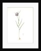 Fritillaria meleagris, Fritillaire pintade; Snakehead fritillary; Checkered lily by Pierre Joseph Redouté