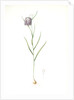 Fritillaria meleagris, Fritillaire pintade; Snakehead fritillary; Checkered lily by Pierre Joseph Redouté