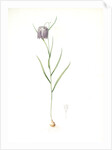 Fritillaria meleagris, Fritillaire pintade; Snakehead fritillary; Checkered lily by Pierre Joseph Redouté