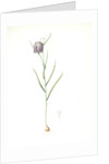 Fritillaria meleagris, Fritillaire pintade; Snakehead fritillary; Checkered lily by Pierre Joseph Redouté