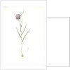 Fritillaria meleagris, Fritillaire pintade; Snakehead fritillary; Checkered lily by Pierre Joseph Redouté