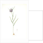 Fritillaria meleagris, Fritillaire pintade; Snakehead fritillary; Checkered lily by Pierre Joseph Redouté