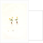 Galaxia ovata, Galaxia à feuilles ovales, Ovate-leaved galaxia by Pierre Joseph Redouté