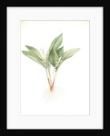 Convallaria majalis, Muguet de Mai; Lily of the valley by Pierre Joseph Redouté