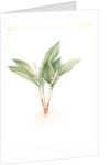 Convallaria majalis, Muguet de Mai; Lily of the valley by Pierre Joseph Redouté