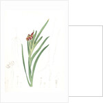 Ferraria Ferrariola, Ferrarie ferrariole by Pierre Joseph Redouté