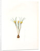 Crocus susianus, Safran de Suse; Cloth-of-Gold Crocus by Pierre Joseph Redouté