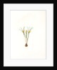 Crocus susianus, Safran de Suse; Cloth-of-Gold Crocus by Pierre Joseph Redouté