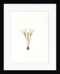 Crocus susianus, Safran de Suse; Cloth-of-Gold Crocus by Pierre Joseph Redouté