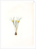Crocus susianus, Safran de Suse; Cloth-of-Gold Crocus by Pierre Joseph Redouté