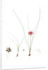 Ixia bulbocodium, Romulea sp; Ixia bulbocode, Crocus-leaved Ixia by Pierre Joseph Redouté