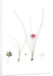 Ixia bulbocodium, Romulea sp; Ixia bulbocode, Crocus-leaved Ixia by Pierre Joseph Redouté