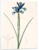 Iris Xiphium, Iris xiphium; Iris xiphium; Spanish Iris, Bulbous Iris by Pierre Joseph Redouté