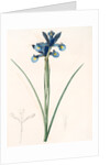 Iris Xiphium, Iris xiphium; Iris xiphium; Spanish Iris, Bulbous Iris by Pierre Joseph Redouté