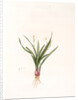 Pancratium calathiforme, Hymenocallis calathina; Pancrace à grand nectaire; Basket-flower, Basket Lily by Pierre Joseph Redouté