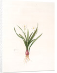 Pancratium calathiforme, Hymenocallis calathina; Pancrace à grand nectaire; Basket-flower, Basket Lily by Pierre Joseph Redouté